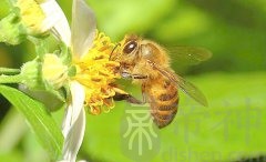 办公室有黄蜂的风水好不好？风水布局解析大全