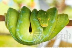 属蛇的人最怕什么属相，生肖猴生肖狗