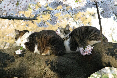 啥方向对生肖猴有利