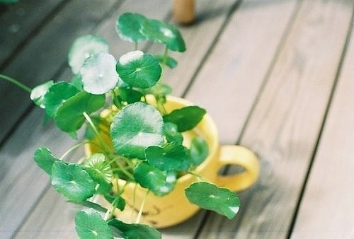 羲邑师姐生肖猴一周运势（1.22-1.28）