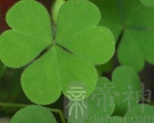 属鸡人的幸运数字和颜色