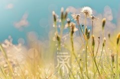 生肖鸡的三合贵人生肖属相？属鸡的人2019年如何开运转运？
