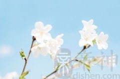 属鸡2019年离过年的时间里桃花运怎么样？如何催旺桃花？