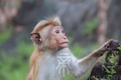 生肖鸡的生肖贵人是谁？是哪个生肖？