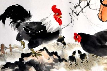 揭秘生肖鸡的本性
