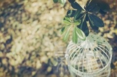 书房放什么植物比较好？书房植物正确摆放位置？