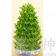 富贵竹的养殖风水