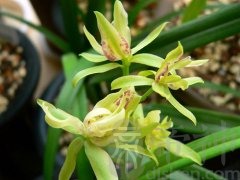 兰花风水