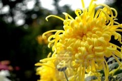 菊花风水