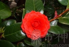 山茶花风水