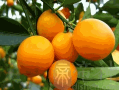 金桔风水