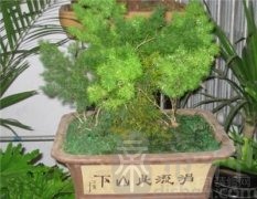 蓬莱松风水