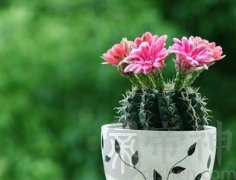 仙人球家居风水