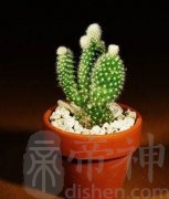 家庭植物摆放风水