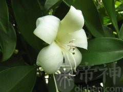 茉莉花风水