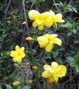 山竹花风水