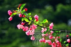 仙客来风水