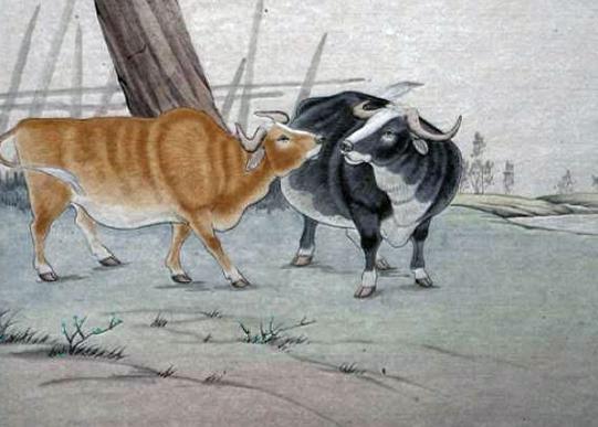 2009年出生是什么年