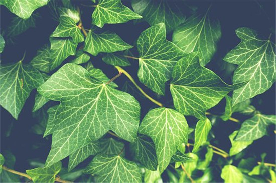 生肖羊如何用植物旺财运