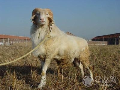 生肖与血型性格分析：羊年出生的AB型人