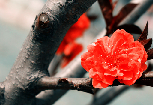 2013蛇年桃花满天飞的生肖