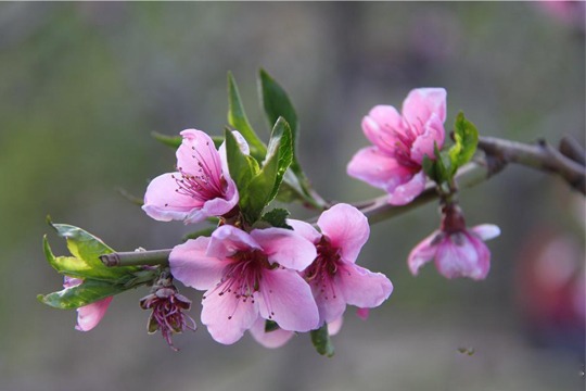 蛇年农历二月12生肖桃花运2013年3月5日—4月3日