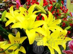 百合花 风水