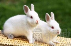 生肖兔在2019年办公室风水朝向，怎么布局风水好？