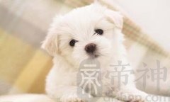 养宠物要注意的风水禁忌