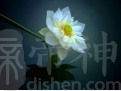 什么生肖做事是直来直往的