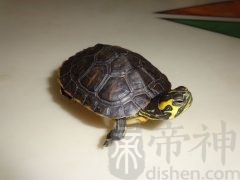 办公室可以养乌龟吗？养乌龟有什么禁忌？