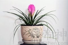办公室养殖哪种植物风水好？这些植物你的办公室有吗？