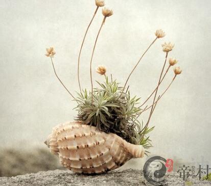 坐车习惯测你的旺财植物