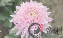 办公室可以摆放菊花吗？菊花有什么风水寓意？