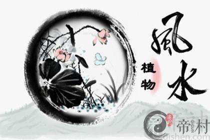家里放哪些植物旺财又旺运 风水旺财植物