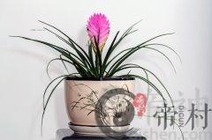 办公室可以养殖铁兰吗？如何给铁兰施肥？