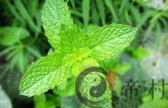薄荷对风水有什么作用？办公室可以养殖薄荷吗？