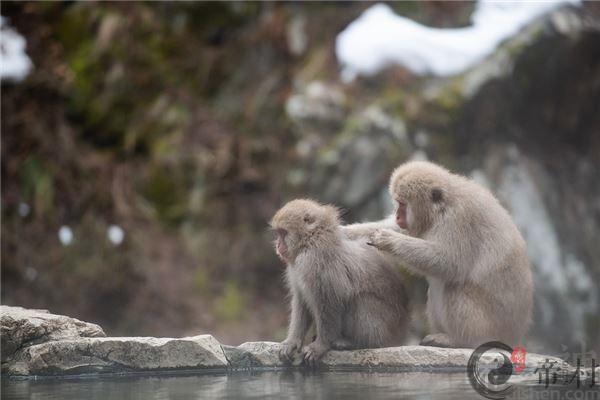 属猴的在2021年犯克太岁吗