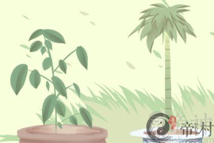 家里催财旺运养什么植物