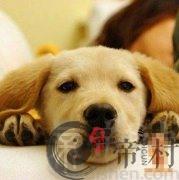 十一日生属狗人命运好吗？