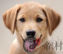 十五日生属狗人命运好吗？