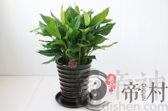 办公室风水植物摆放有哪些禁忌，不好的摆放会破财！