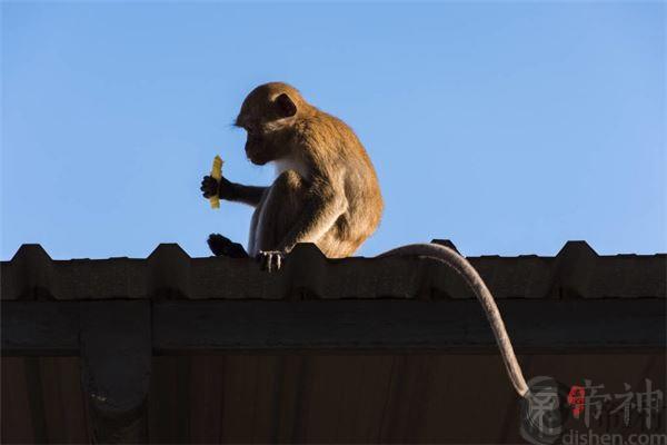属猴多大年龄