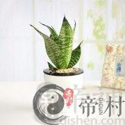 办公室摆放盆栽都有哪些讲究？