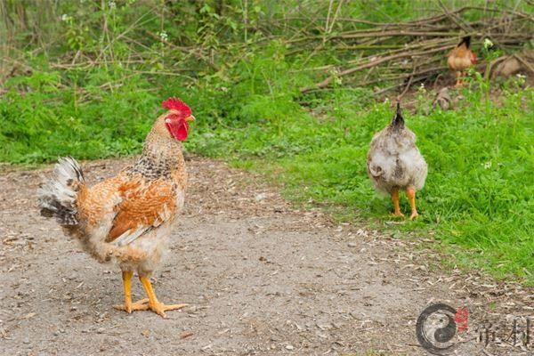 69年属鸡2o20年每月运程和运势