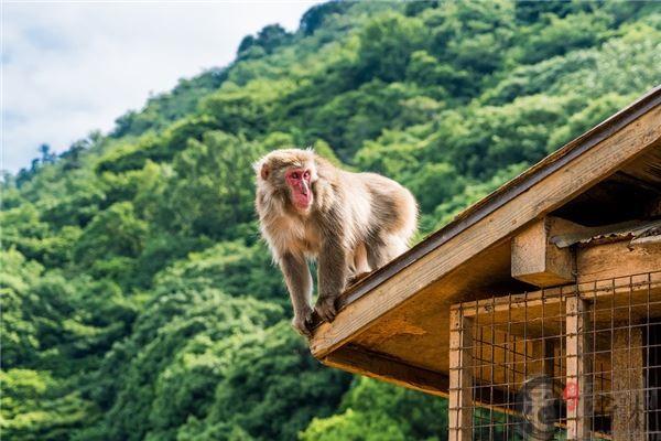 4o岁属什么生肖