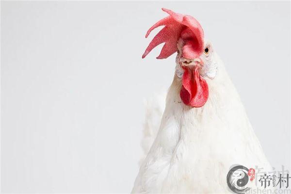 2017年属鸡人一生运气