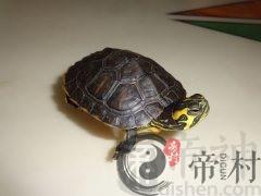 办公室养乌龟对风水有什么影响？应该如何养？