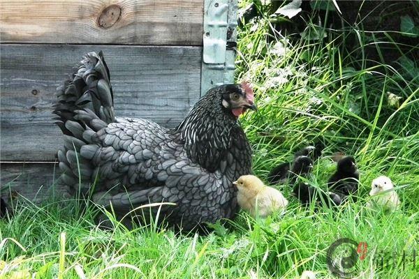 金鸡命人生运程如何