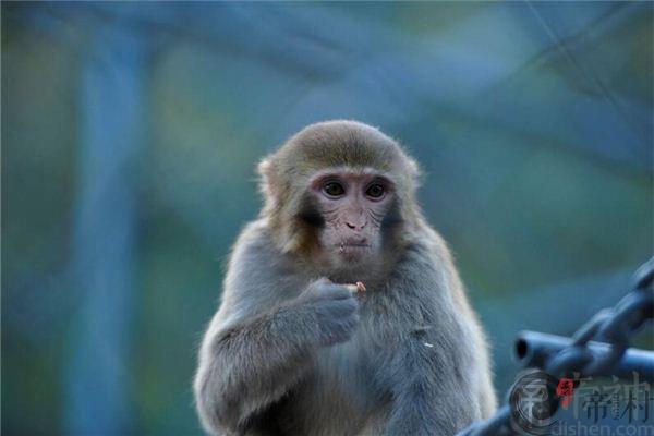 2016年出生的人是什么生肖